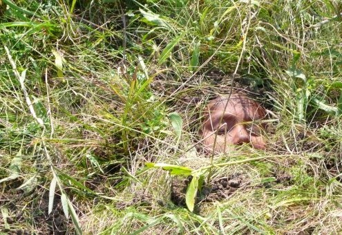 1934681_59585227815_4918660_n